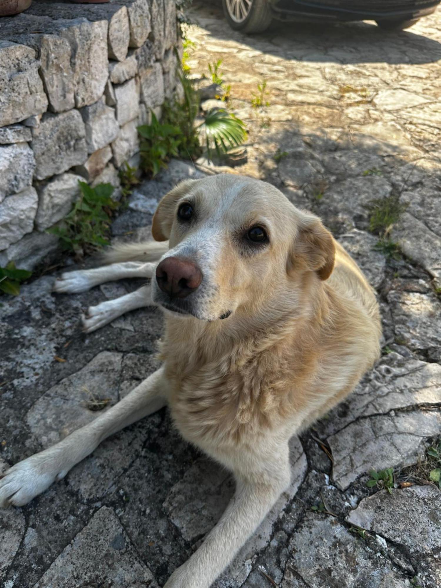 Masseria Sciaiani Piccola Villa Castelli Eksteriør bilde